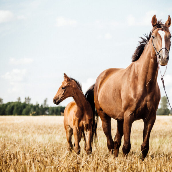 Horse,Stud,And,Her,Beautiful,Foal,On,A,Field