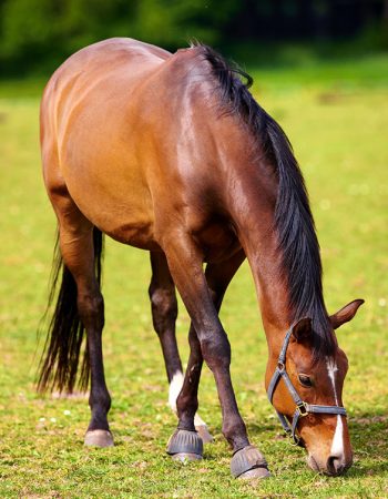 A horse grazes in a field.